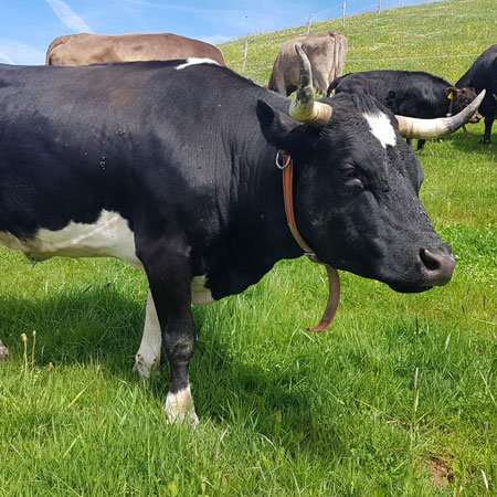 Pocahontas die unbestrittene Anführerin