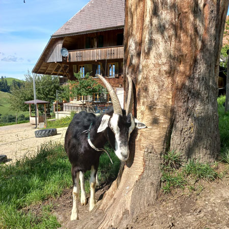 Spire, die zutrauliche Geniesserin