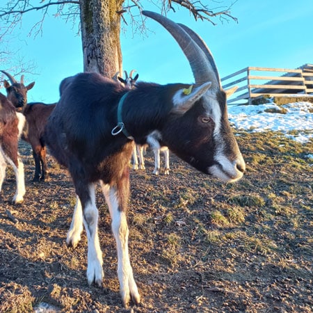 Andrin, der unerschrockene