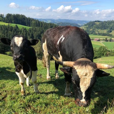 Kimmi sitzt auf dem Zaun, eine Katze auf Pia's Hof